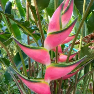 Heliconia orthotricha 'Pink Eden' for sale