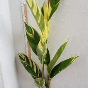 Heliconia 'Lady Di' variegated
