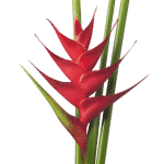 Heliconia rhizomes online plants shop