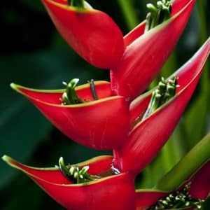 Heliconia 'Dwarf Jamaican' for sale