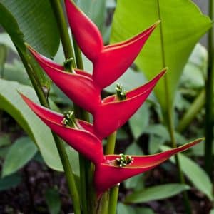 Heliconia 'Dwarf Jamaican' for sale