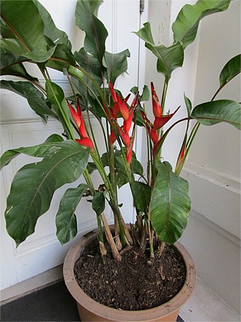 Heliconia stricta 'Dwarf Jamaican' flowering potted