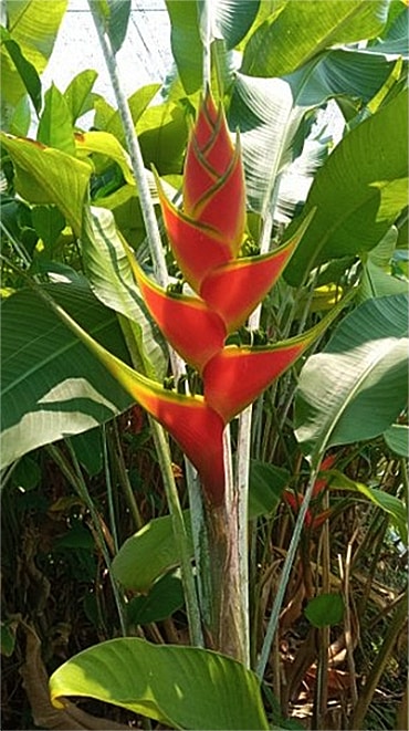 Heliconia wagneriana cultivar 'Turbo' for sale