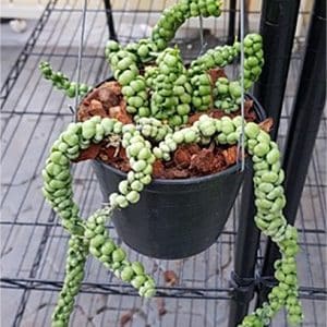 Dischidia ideaminubu 'Green Dragon' large plant for sale