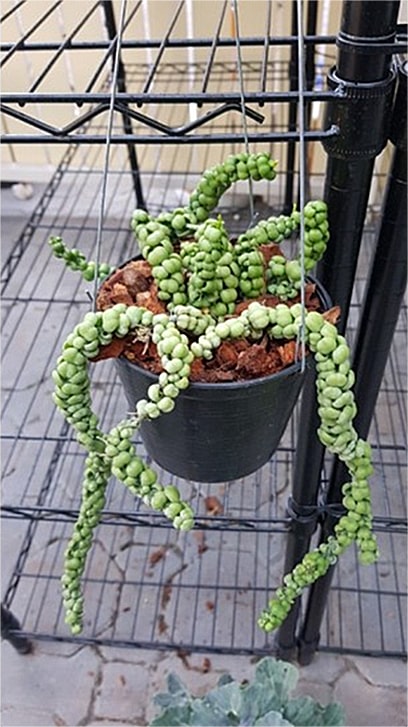 Dischidia ideaminubu 'Green Dragon' large plant for sale