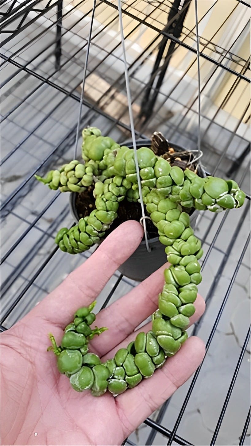 Dischidia ideaminubu 'Green Dragon' medium plant for sale