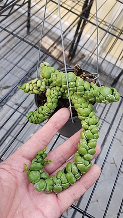 Dischidia ideaminubu 'Green Dragon' medium plant for sale