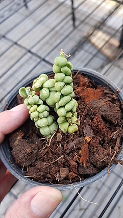 Dischidia ideaminubu 'Green Dragon' small plant for sale