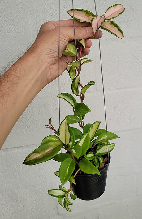 Hoya carnosa 'Krimson Princess' large plant online shop
