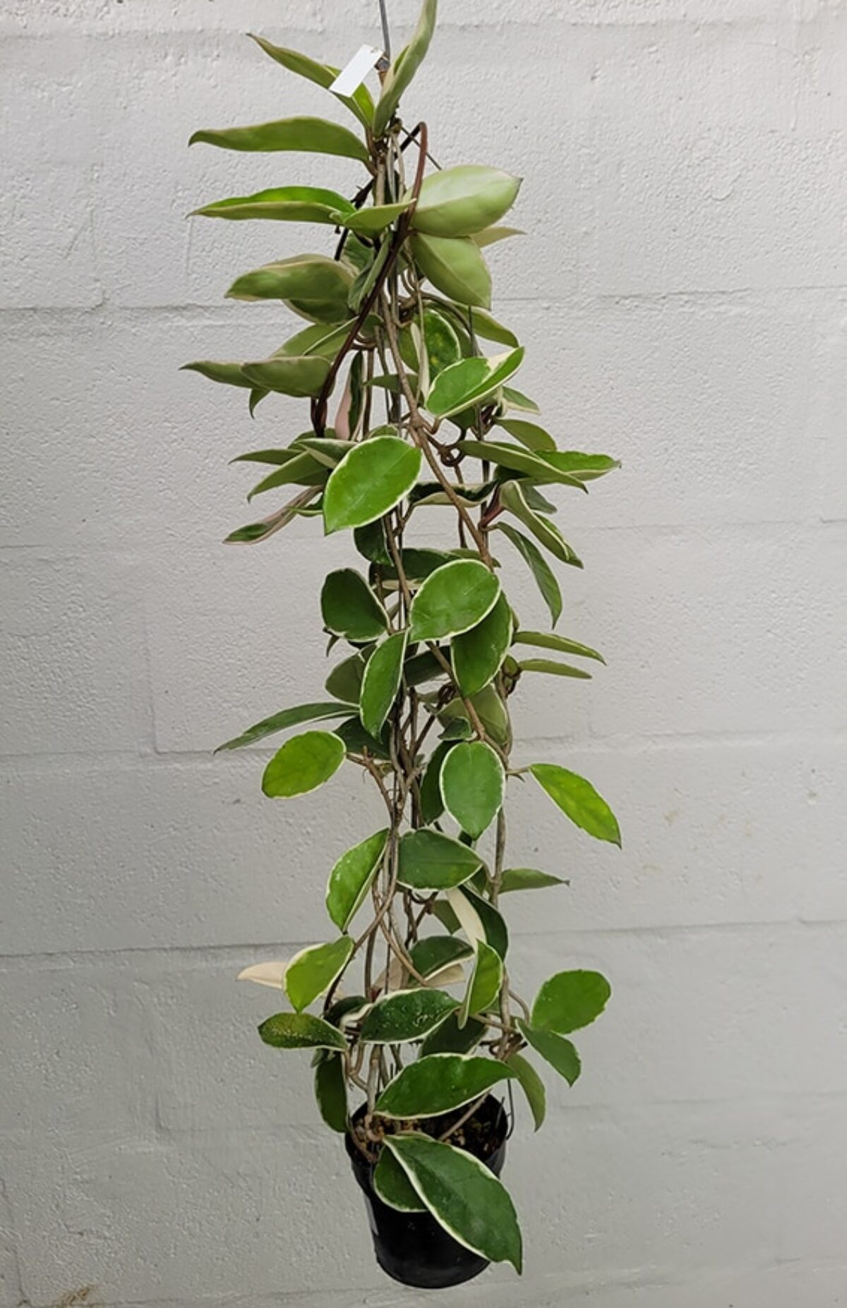 Hoya carnosa albomarginata - large plant - Tropics @Home