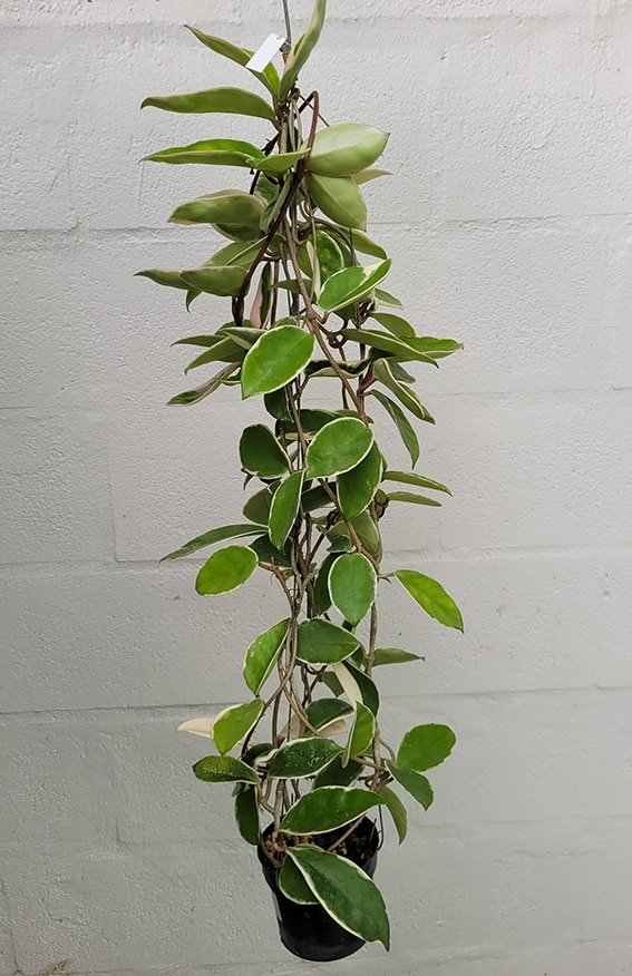 Hoya carnosa albomarginata (outer variegation) online shop