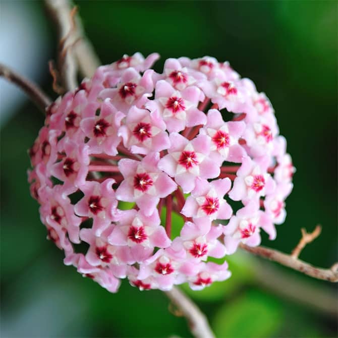Flowering Hoya carnosa albomarginata