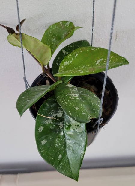 Hoya carnosa ‘Freckles Splash’ large plant