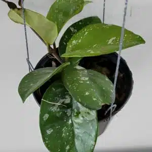 Hoya carnosa ‘Freckles Splash’ large plant for sale