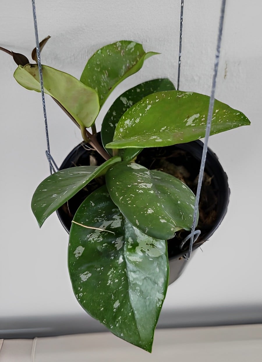 Hoya carnosa ‘Freckles Splash’ large plant for sale