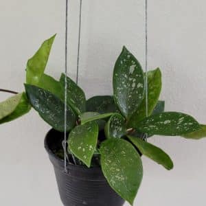 Hoya carnosa ‘Stardust’ large plant