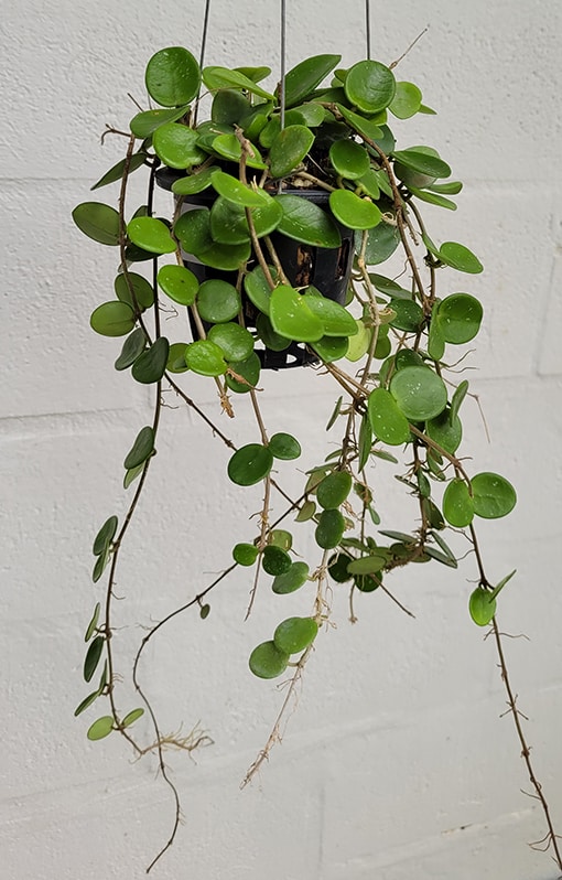 Hoya carnosa x serpens large plant