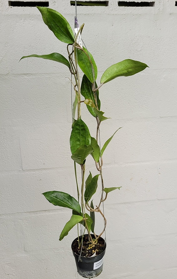 Hoya cinnamomifolia var. purpureo fusca large plant for sale