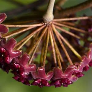 Hoya cinnamomifolia var. purpureo fusca flowering