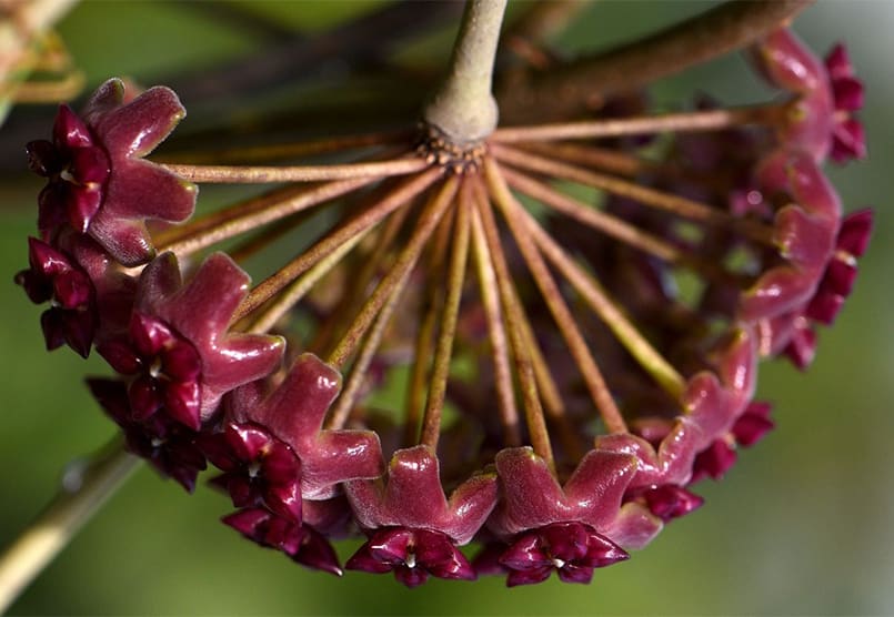 Hoya cinnamomifolia var. purpureo fusca flowering