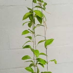Hoya cominsii large plant for sale