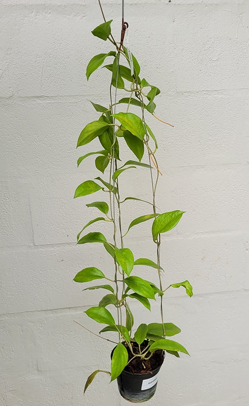 Hoya cominsii large plant for sale