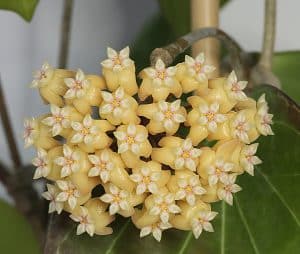 Hoya cominsii flowering