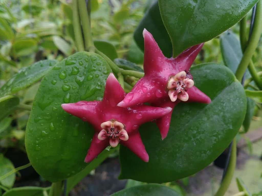 Hoya coronaria 'Narathiwat'