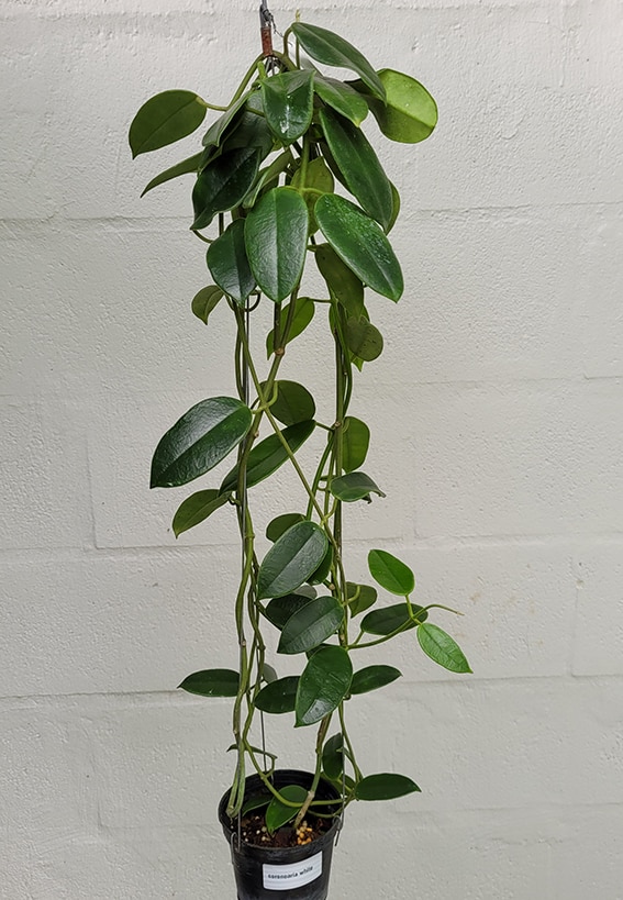Hoya coronaria White large plant for sale
