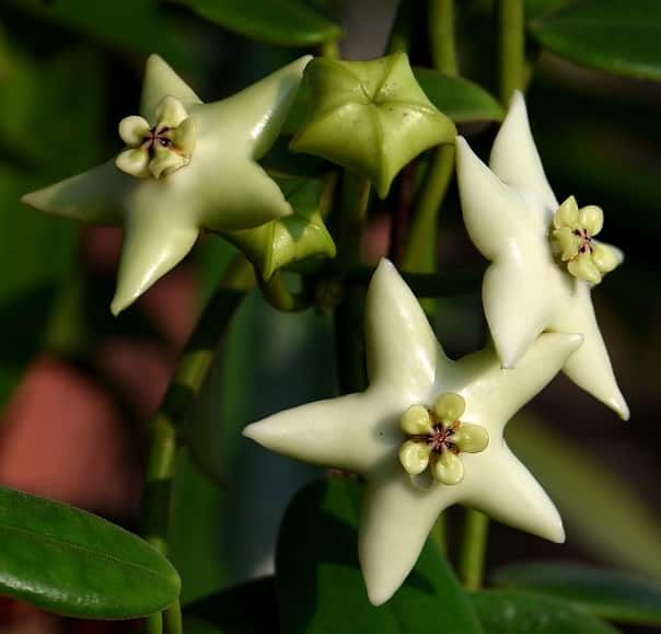 Hoya coronaria White flowering
