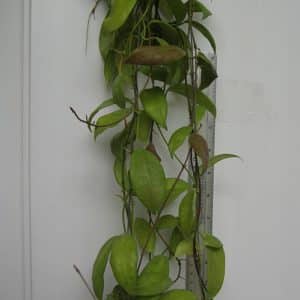 Hoya flavida large plant for sale