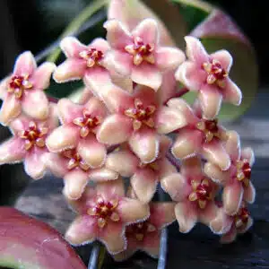 Hoya flavida pink flowering buy online