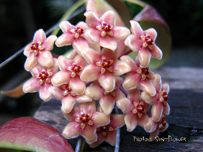 Hoya flavida pink flowering