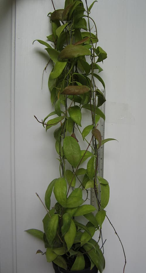 Hoya flavida large plant for sale