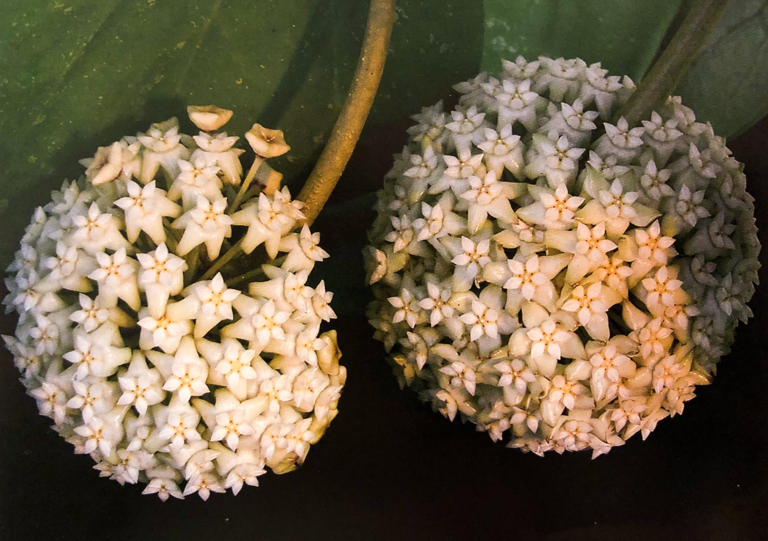 Hoya latifolia flowering