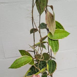 Hoya macrophylla large plant shop online