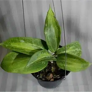 Buy Hoya macrophylla 'Baibua' online