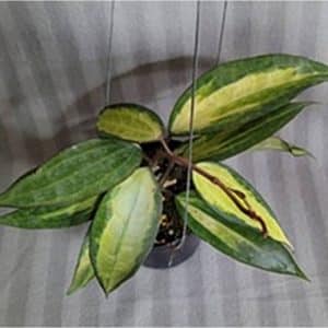 Hoya macrophylla 'Pot of gold' shop online