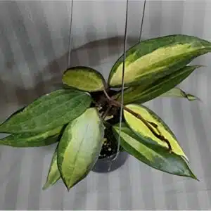 Buy Hoya macrophylla 'Pot of gold' variegata online
