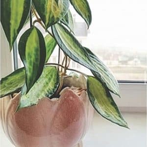 Variegated Hoya macrophylla shop online