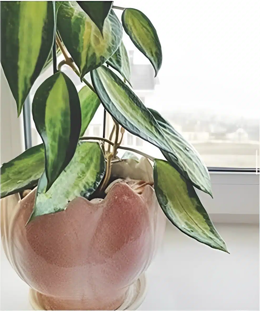 Buy variegated Hoya macrophylla online