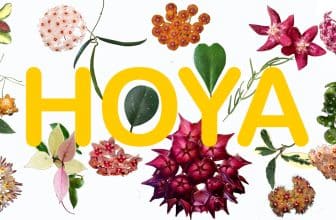 Hoya plants info, care and shop