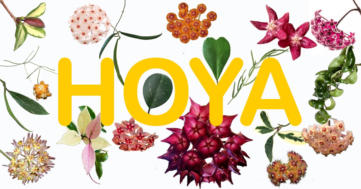 Hoya plants: info, care, shopping, species… all you wanted to know
