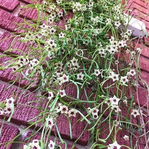 Hoya retusa flowering
