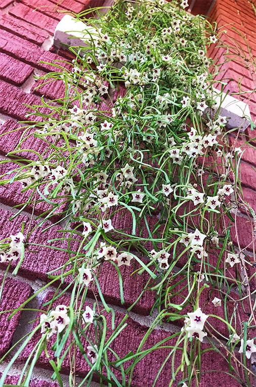 Hoya retusa flowering