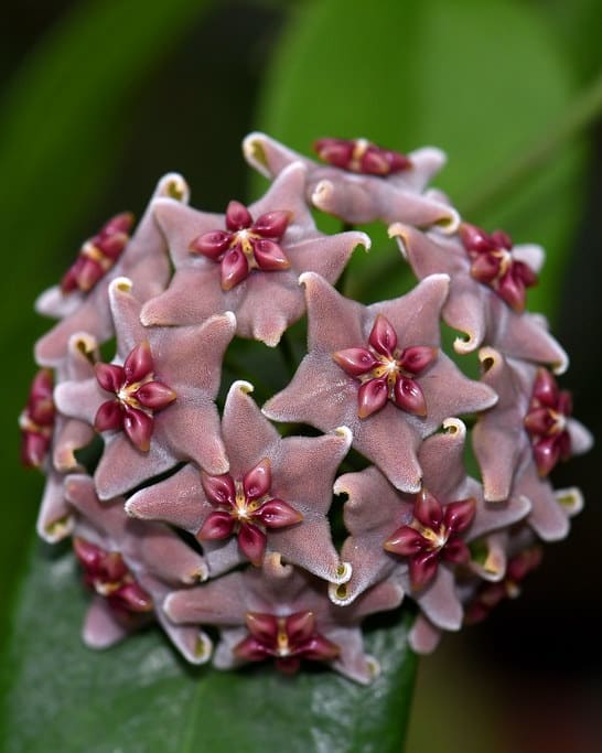 Hoya vitiensis flowering