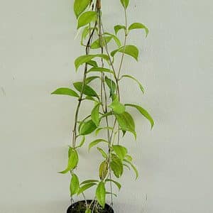 Hoya vitiensis large plant for sale