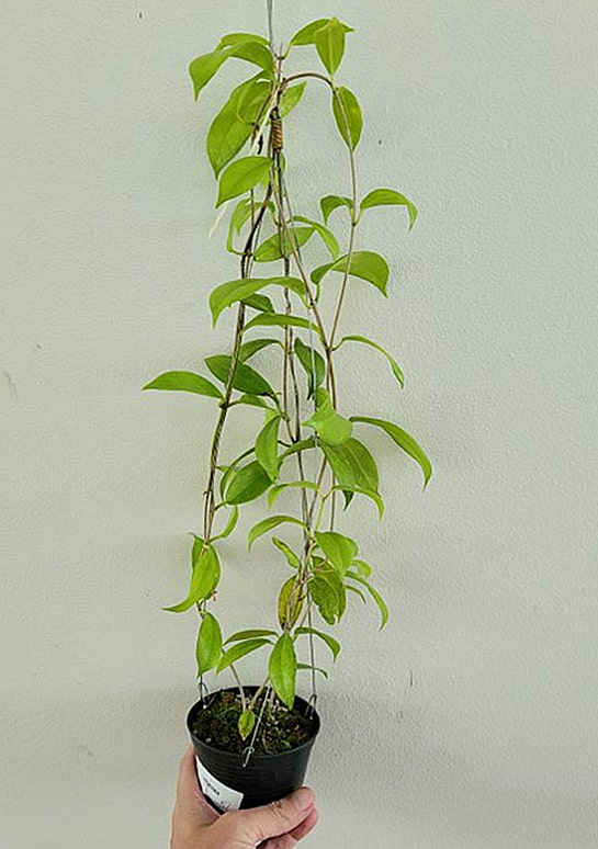Hoya vitiensis large plant for sale