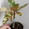 Buy Plumeria rubra variegata 'Maya'