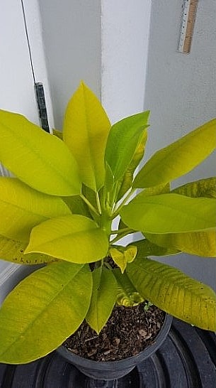Plumeria rubra 'Thai Gold'